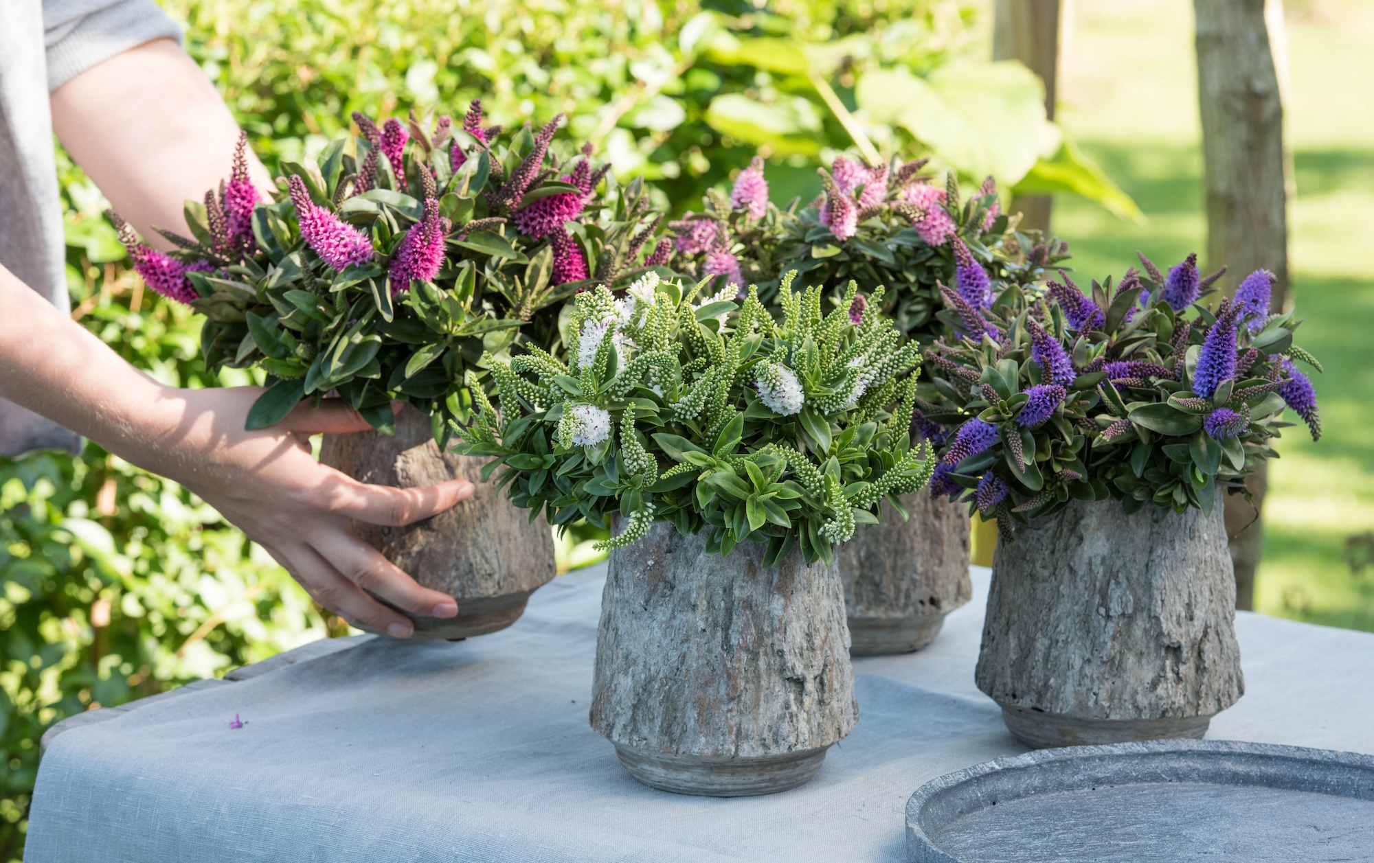 FotoPluim voor de tuin: drie prachtplanten voor in augustus